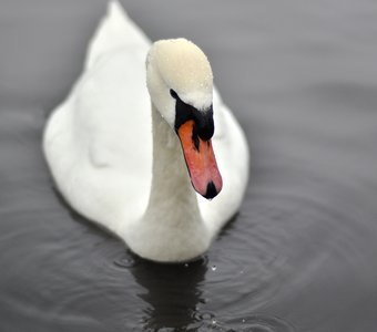 Лебедь зимой