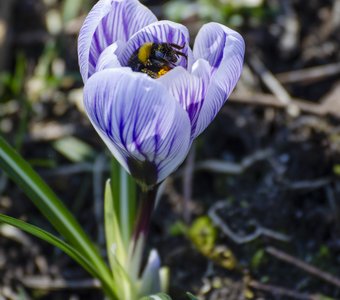 Пробуждение