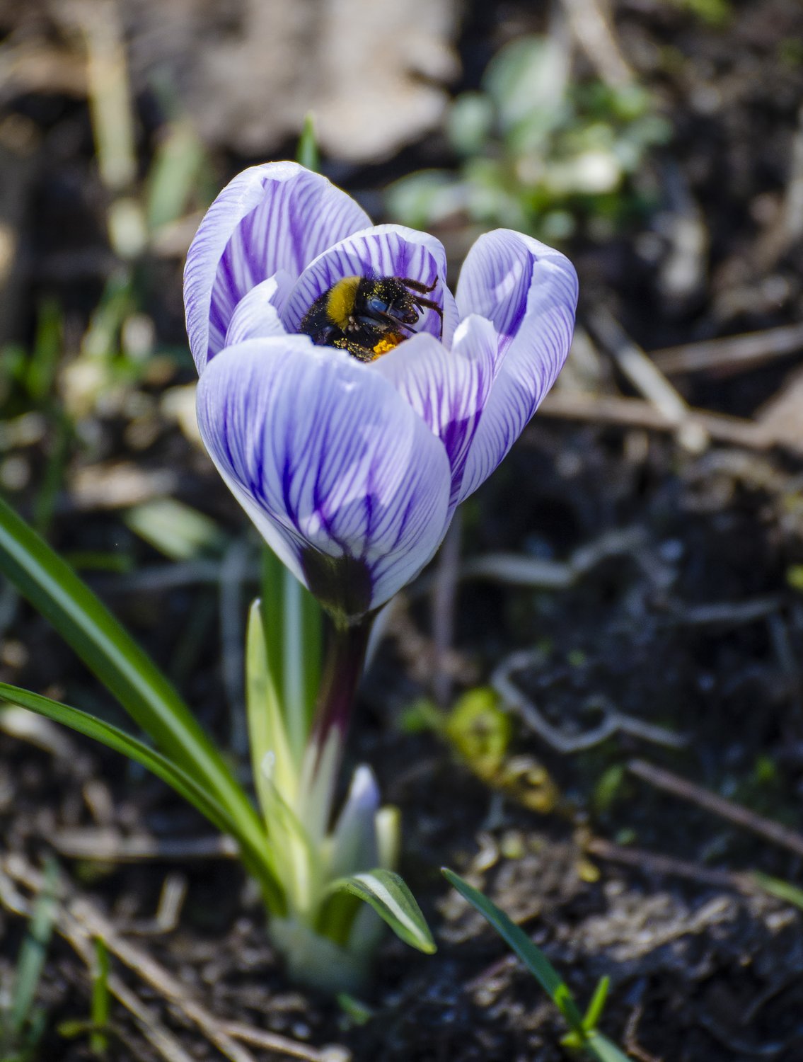 Пробуждение