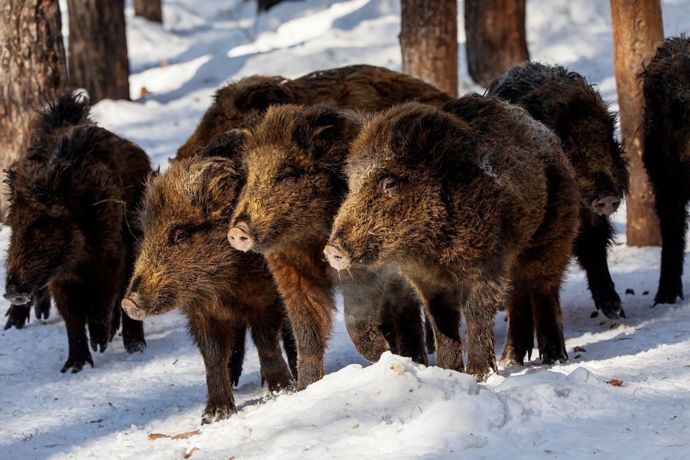 На первый-второй пятачок - рассчитайсь!