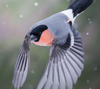 Снегирь (Pyrrhula pyrrhula)