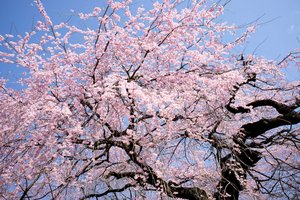 В Японии официально начался сезон цветения сакуры