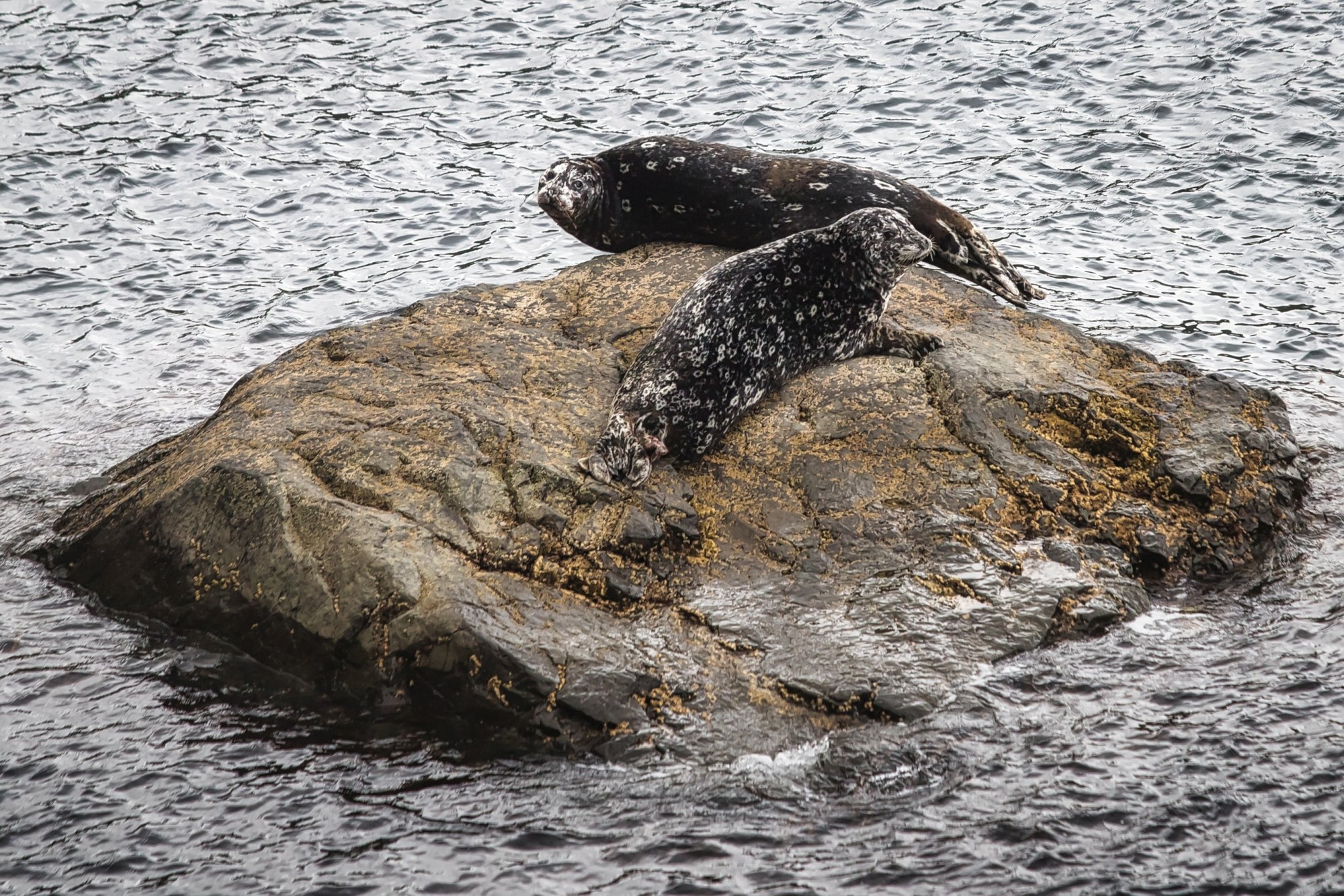 Лежбище антуров в бухте Торная