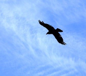 Полет в невесомости