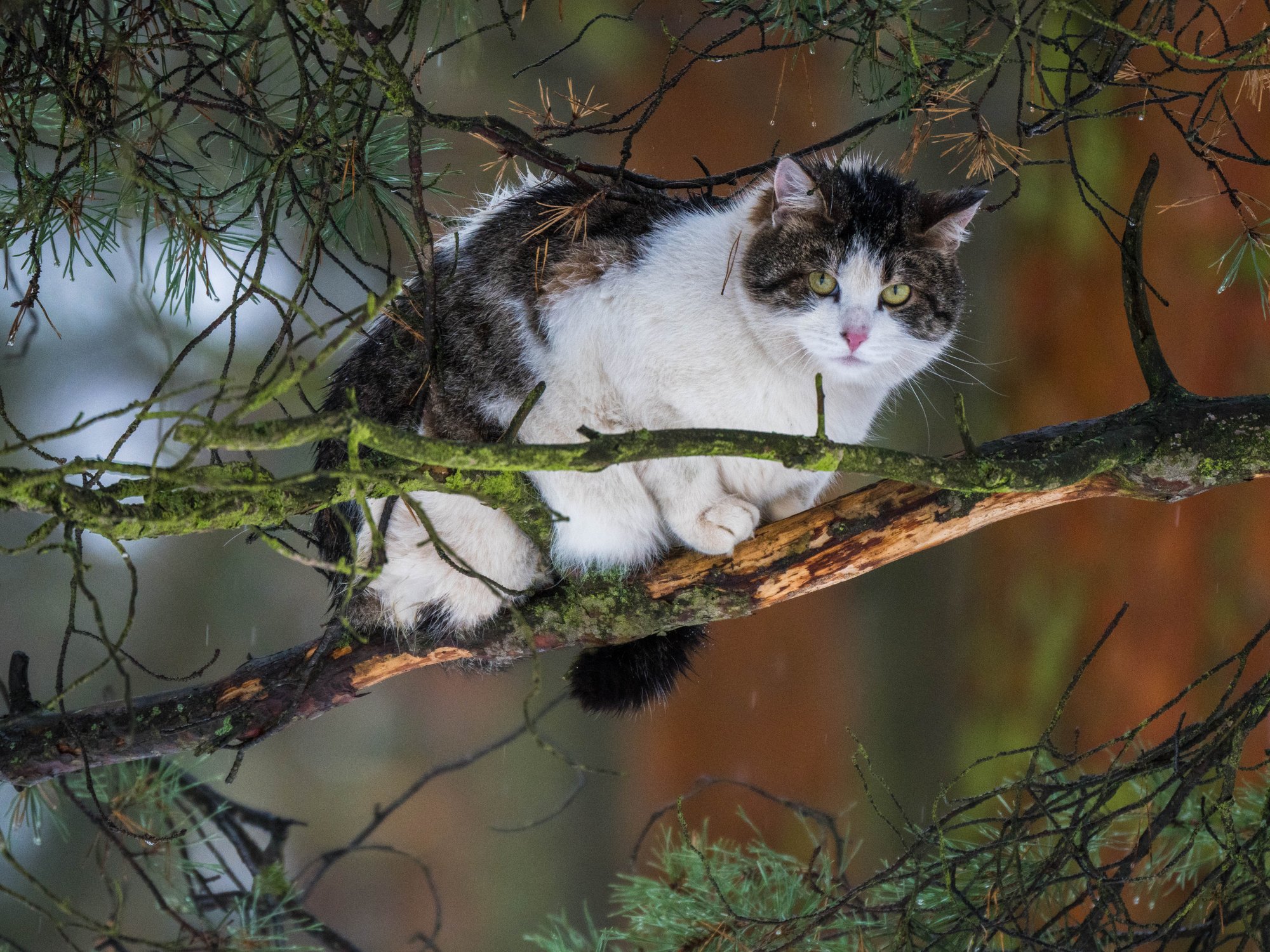 Ну когда же этот дождь закончится