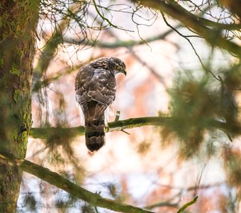Ястреб-тетеревятник