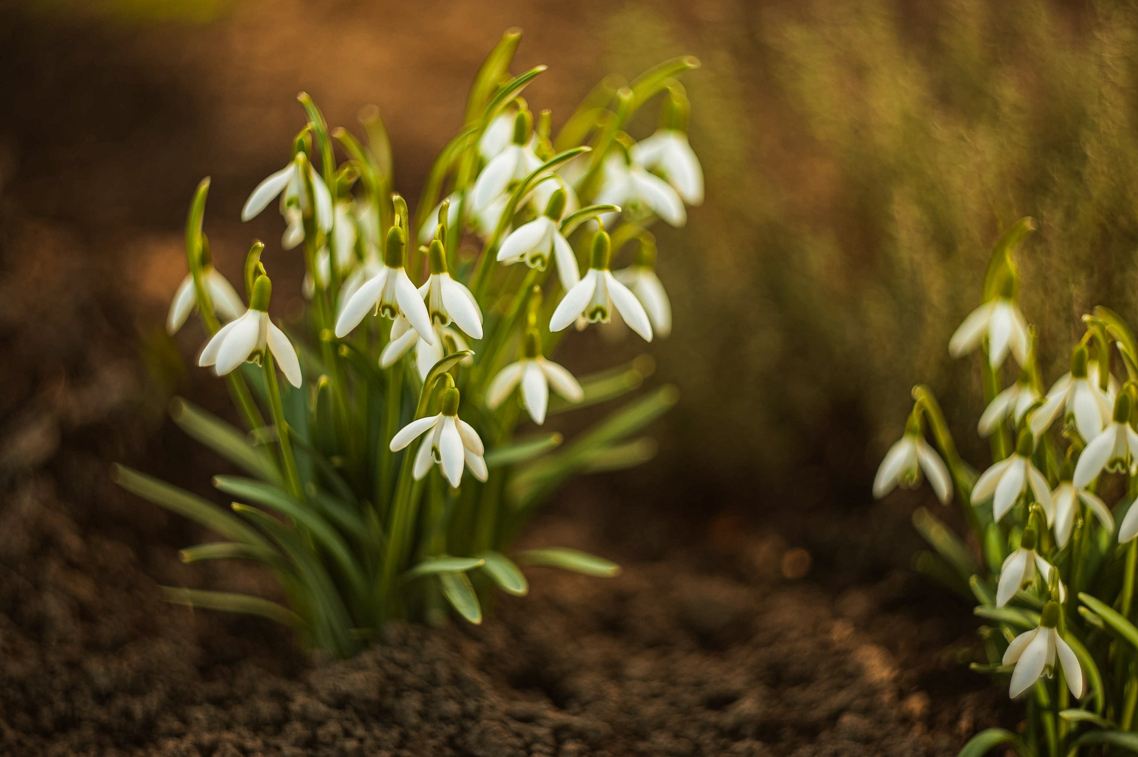 Первые подснежники
