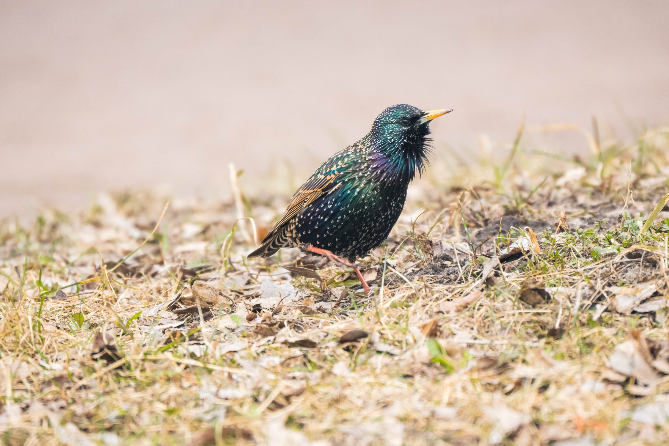 Скворцы прилетели