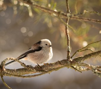 Длиннохвостик 3