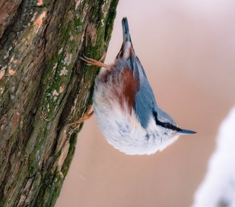 К запуску готов!