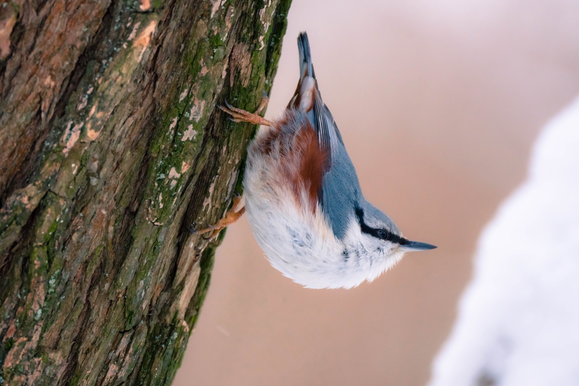 К запуску готов!