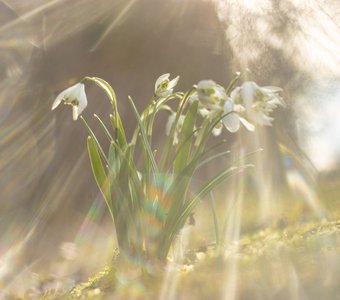 Весенние лучи и первоцветы