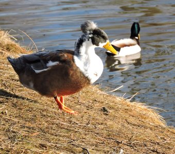 Хохлатая утка