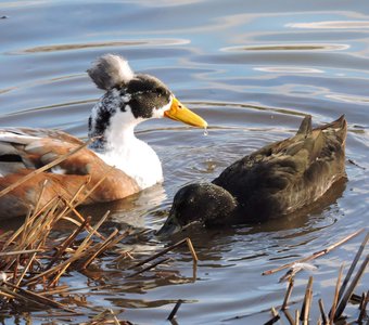 Хохлатая утка