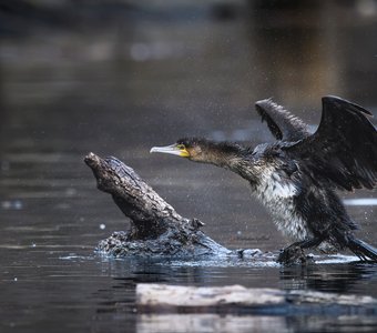 Большой, но молодой.
