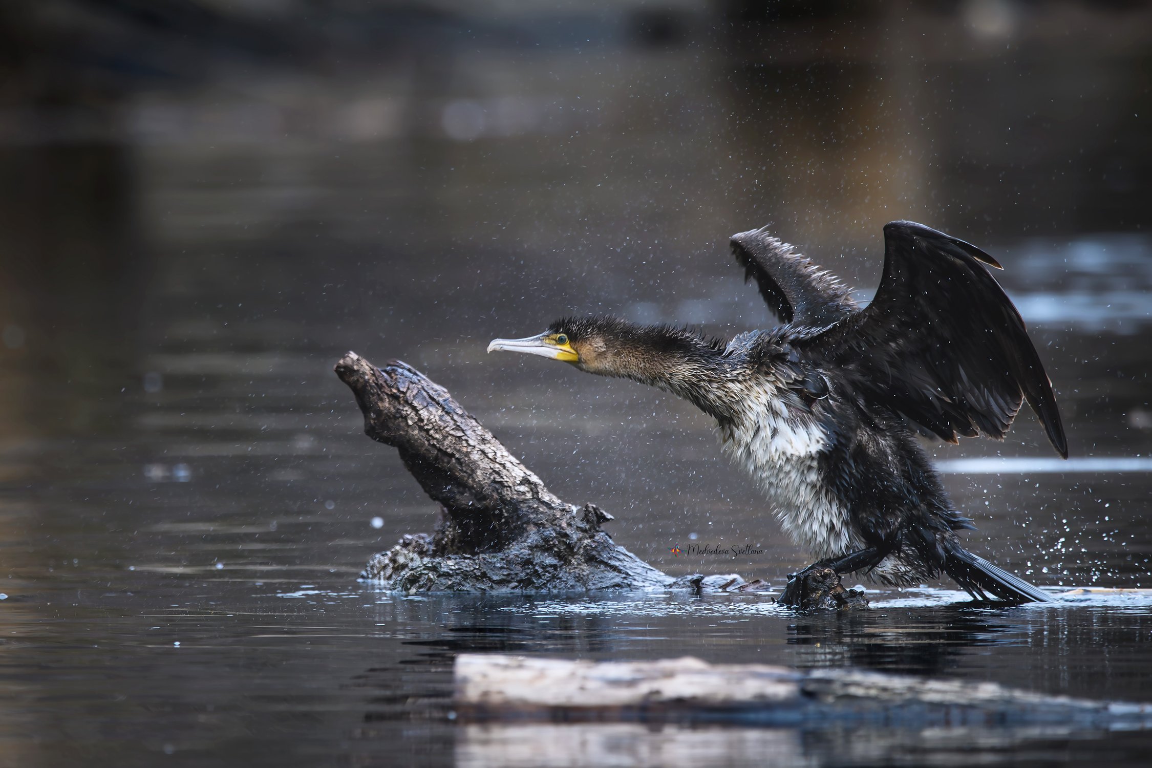 Большой, но молодой