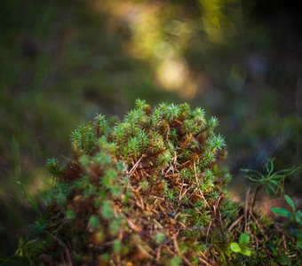 Весенний  мох