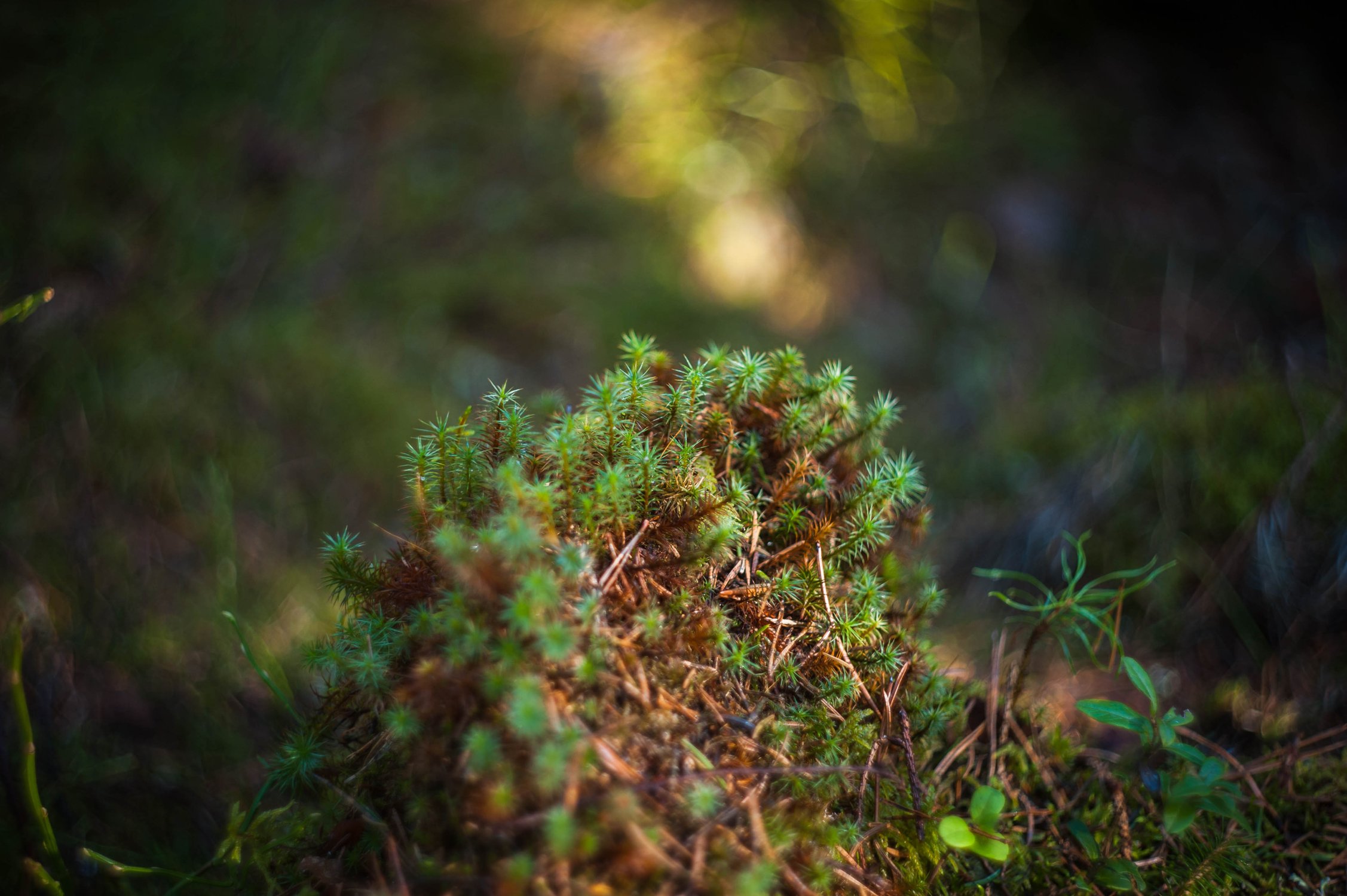 Весенний  мох