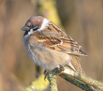 Два солнышка отражаются в глазу воробушка