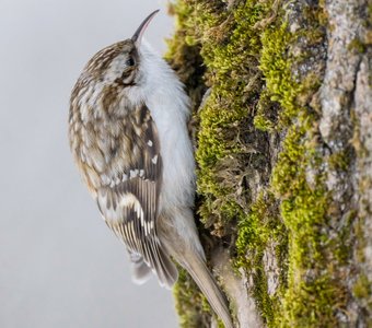 Неуловимая пищуха