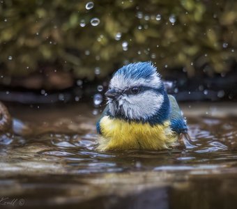 Купаться подано!