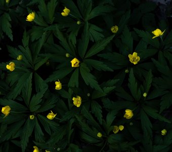 Ветреничка лютиковидная