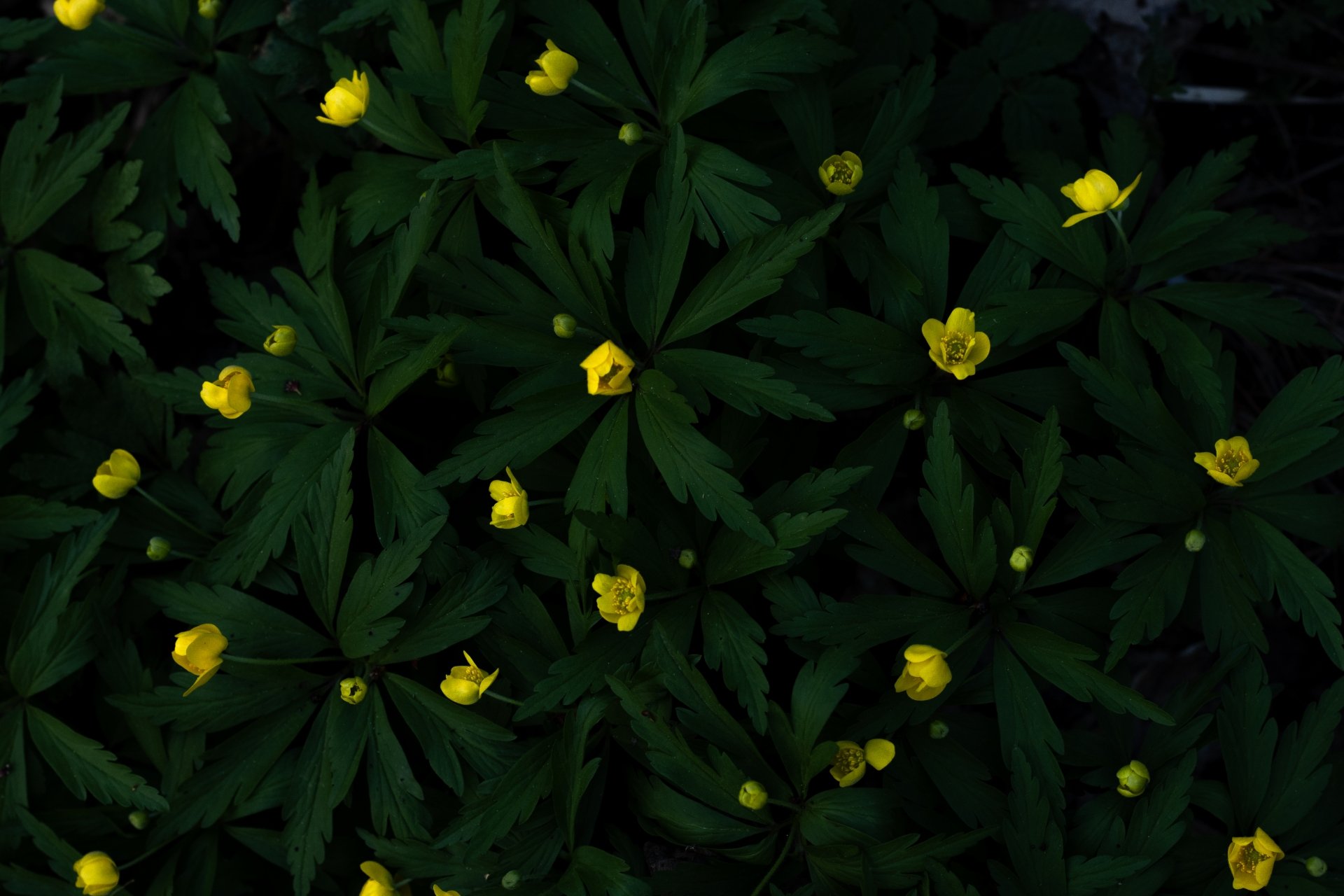 Ветреничка лютиковидная