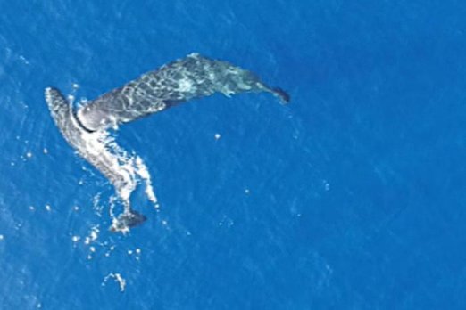 Учёные доказали: кашалоты бодаются друг с другом