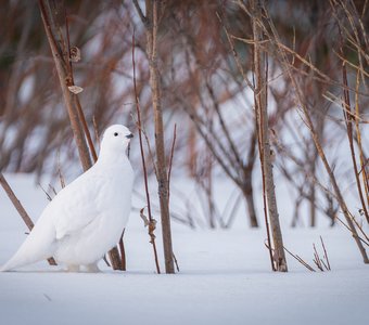 Белая куропатка