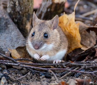 Маленький сосед