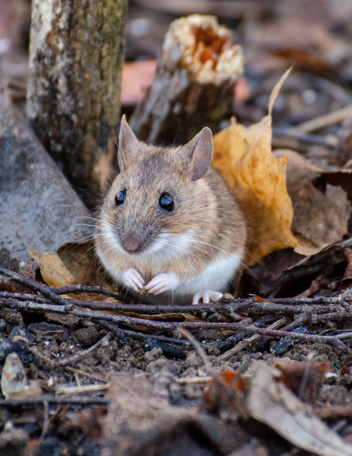 Маленький сосед