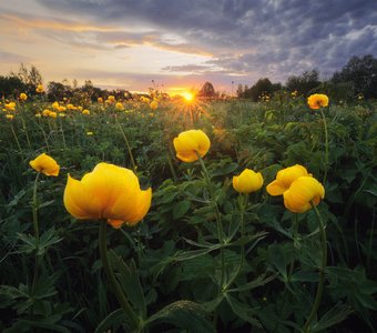 Закат на лугу с купальницей