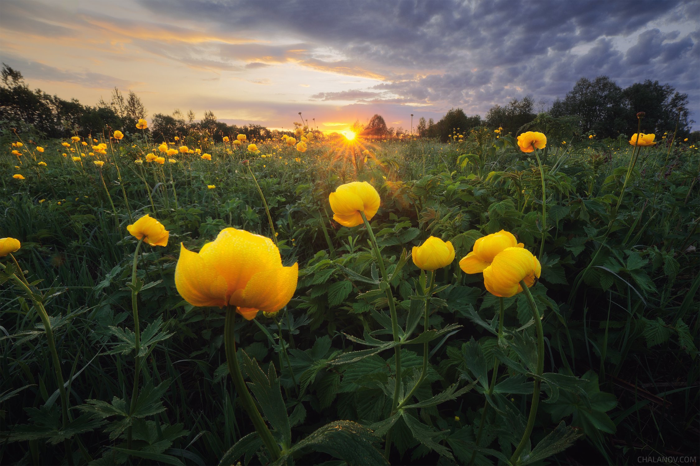 Закат на лугу с купальницей