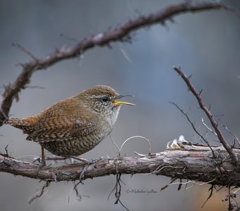 Подкоренник.