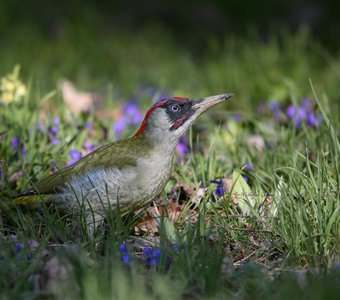 Весна всем к лицу.