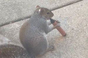 Белки заинтересовались вейпами: тревожный сигнал