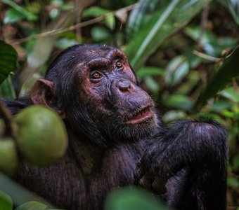 Роденовский мыслитель