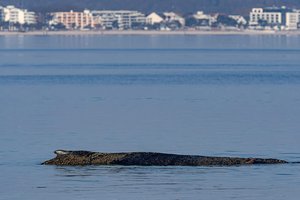 В Германии не могут спасти кита с мелководья