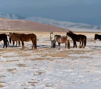 Алтайские лошадки