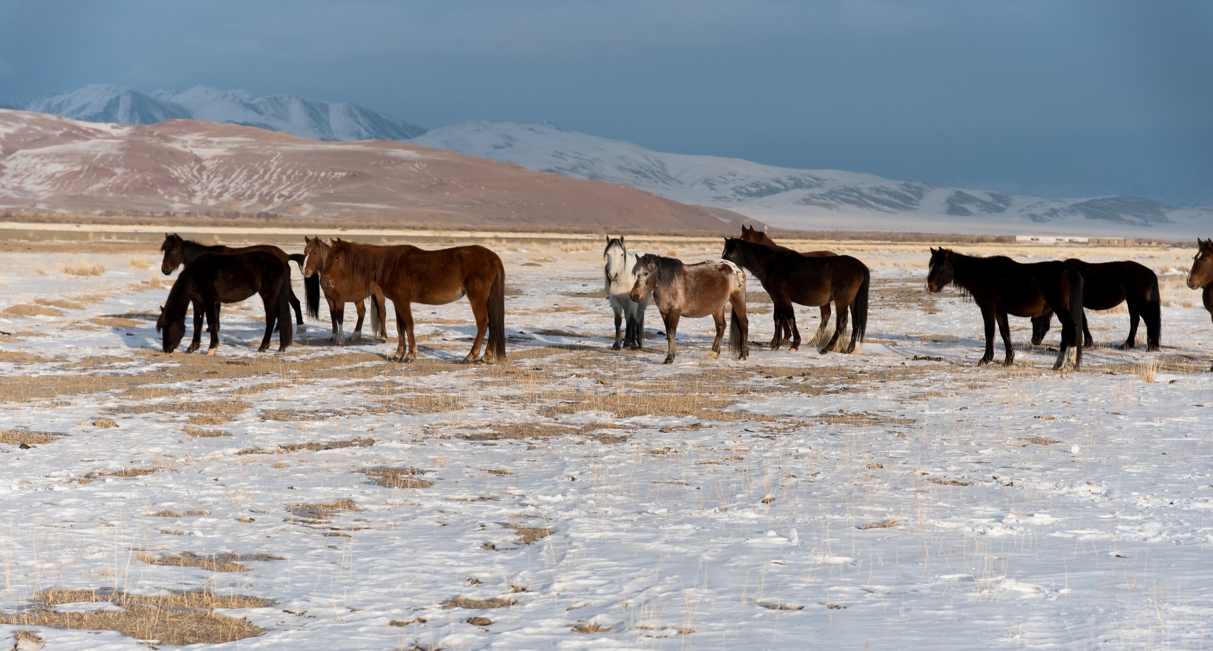Алтайские лошадки