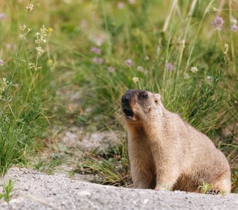 — Кто здесь?