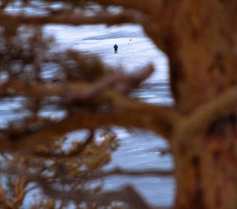 Среди ветвей