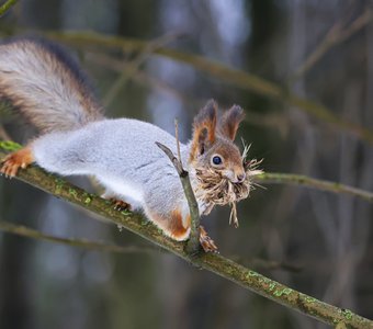 Белка труженица