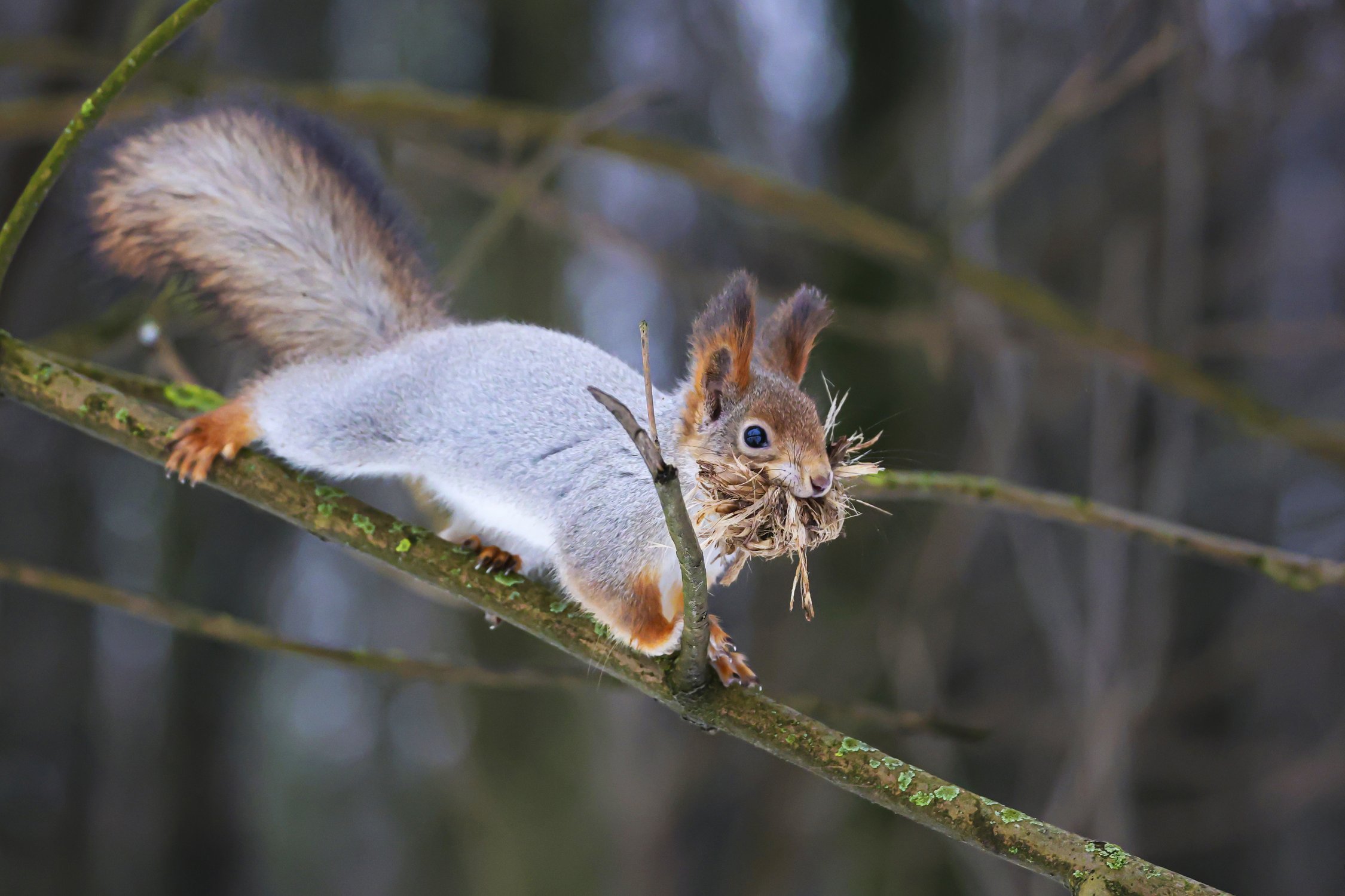 Белка труженица