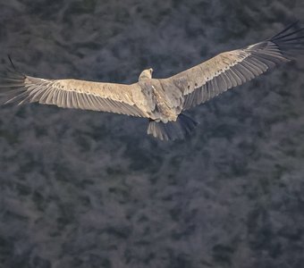 Белоголовый сип