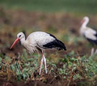 Аисты на пашне