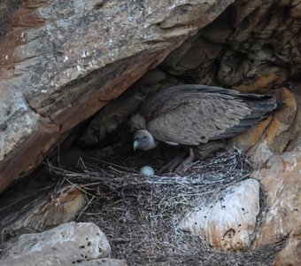 Белоголовый Сип в гнезде..
