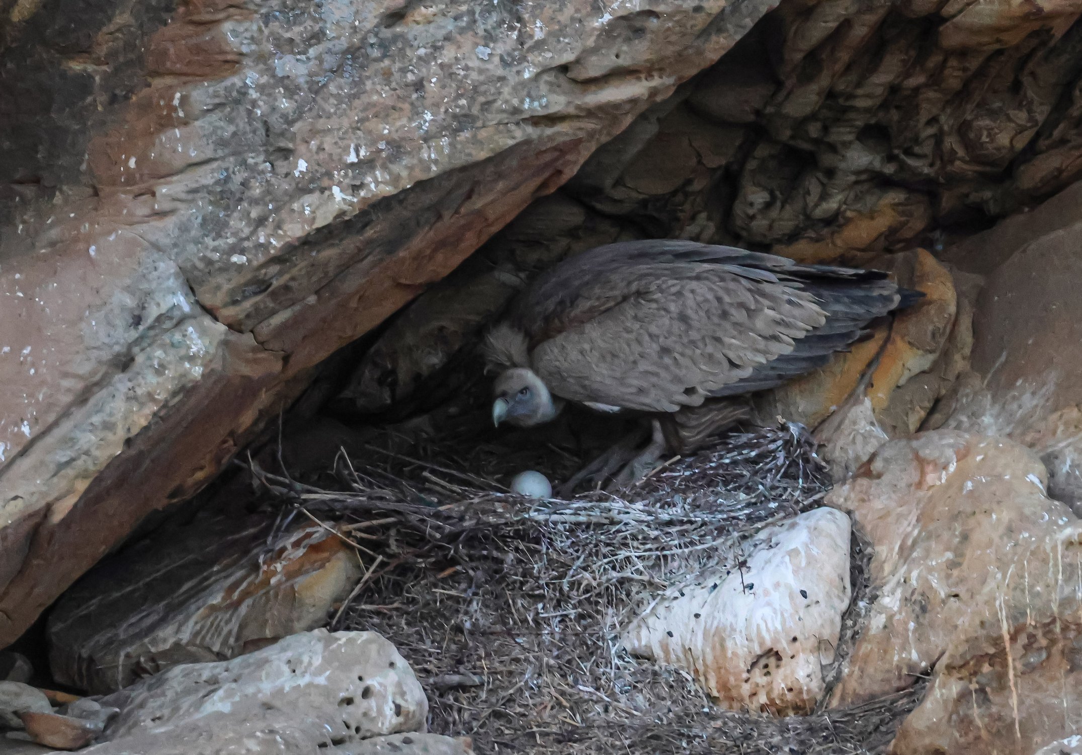Белоголовый сип в гнезде