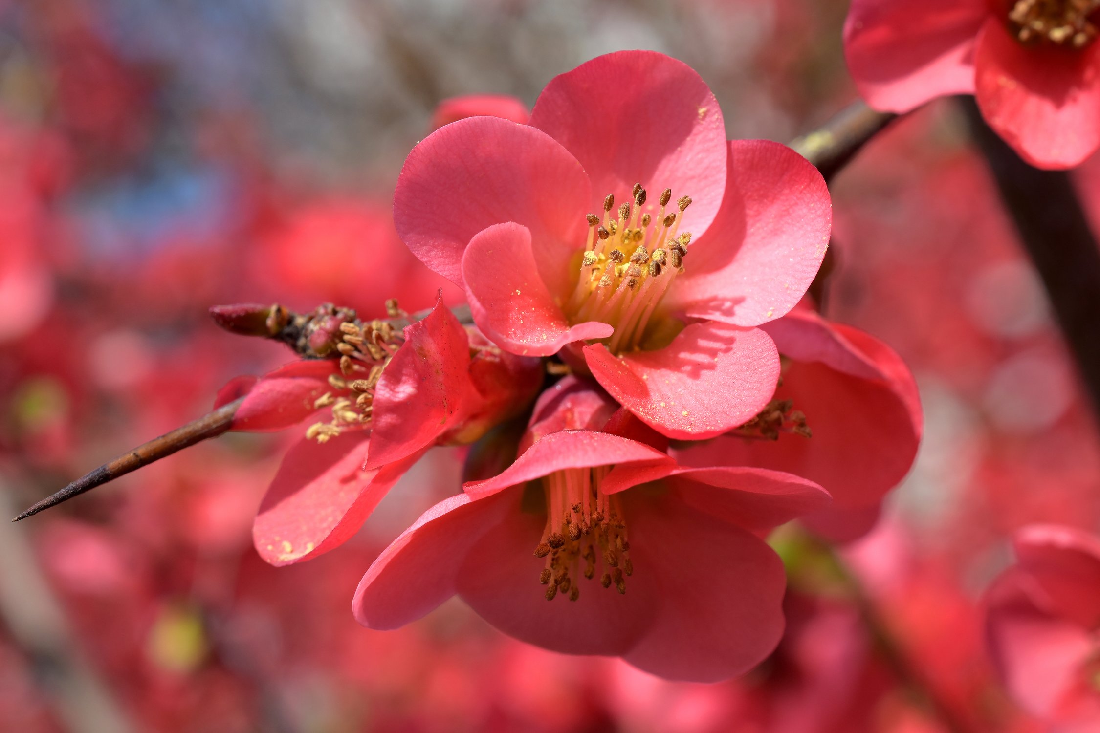 Разящая красота