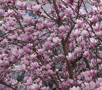 Розовый бум